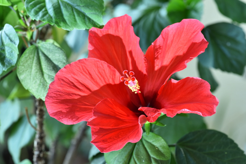 red, vulnerability, no people, flower head, beauty in nature, fragility, focus on foreground, freshness, close-up, flower, pollen, plant part, flowering plant