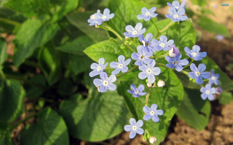 flowers, pretty, plants, nature, never, forgotten, 2K, forget-me-not, nature and landscapes