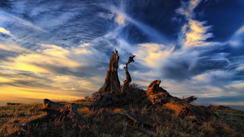 grass, story, cloud, 3d and abstract, forgotten, 1080P, field, tree trunk