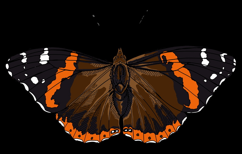 copy space, admiral, studio shot, butterfly, art and craft, animal wildlife, animal themes, illuminated, invertebrate, butterfly - insect, black background