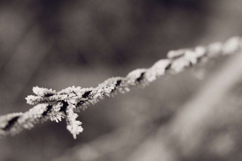  spikes, no people, bird, day, cold temperature, outdoors, agelaius, risky, blackbird, beauty in nature, selective focus, fir tree, focus on foreground