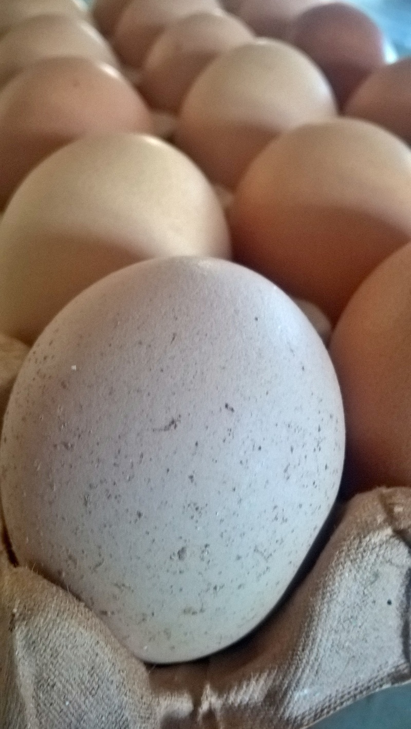 raw Food, running, large group of objects, shell, organic, chicken, food And Drink, no people, food, breakfast, still life, healthy Eating, cardboard, egg carton