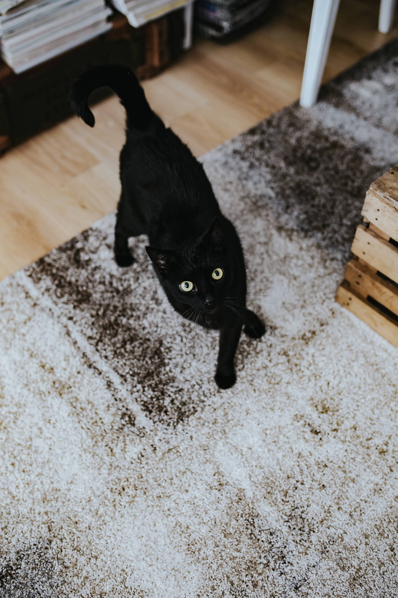 room, domestic, design, designer, cat, animal eye, carpet, purple, house, domestic Cat, animal themes, wooden, furniture, table, yellow eyes, living room