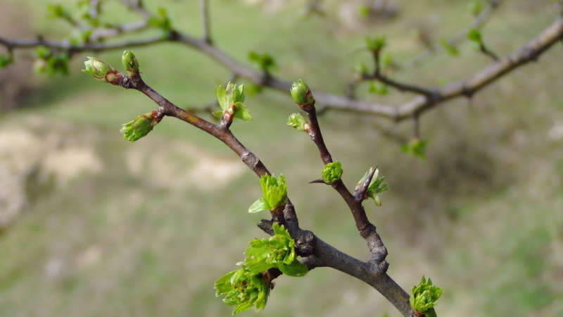 backgrounds, leaves, forest, close-up, leaf, botany, petal, fruit, macro, twig, selective focus, beauty In Nature, plant part, orchard, blossom, green