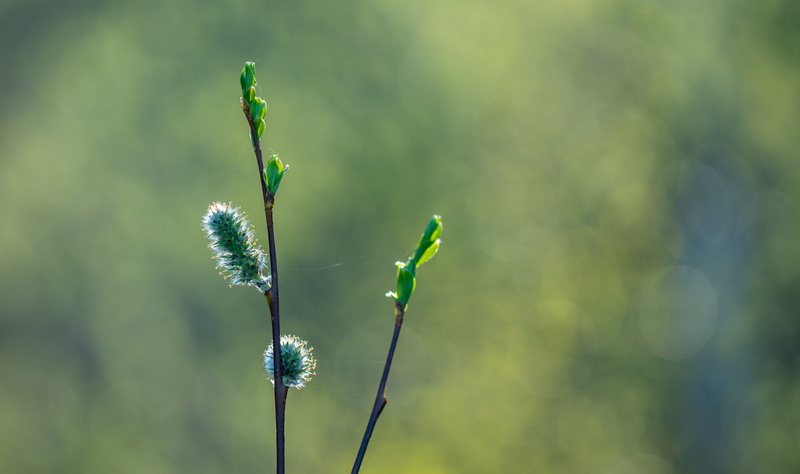 spring, focus on foreground, outdoors, twig, bud, beginnings, 4K, flower, day, plant stem, nature, green color, flowering plant, macro, tranquility, fragility