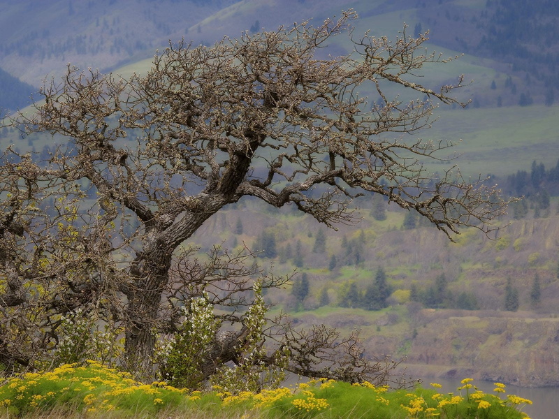 day, green color, no people, bare, tranquil scene, plant, beauty in nature, spring, land, outdoors, tranquility, idyllic, field, sky, old age, branches