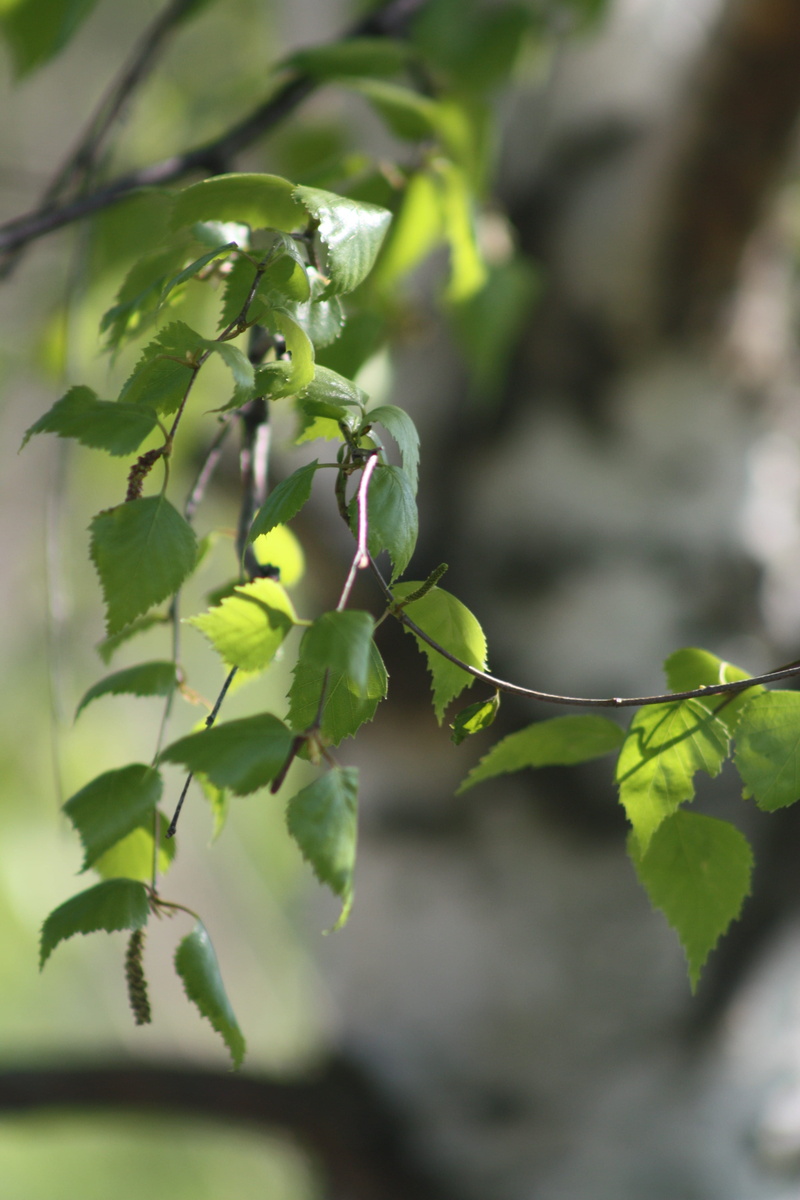 green color, beauty in nature, plant part, leaf, agriculture, spring, food, 4K, nature, green, outdoors, selective focus, leaves, plant, no people, kidney