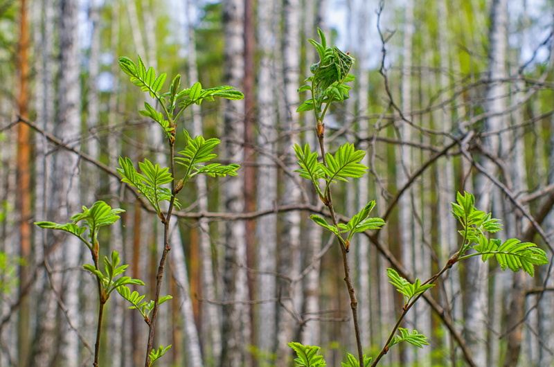 shades of green, kidney, leaf, woodland, living nature, growth, leaves green, 4K, closeup, trees, no people, greens, coniferous tree, green leaves, beauty in nature