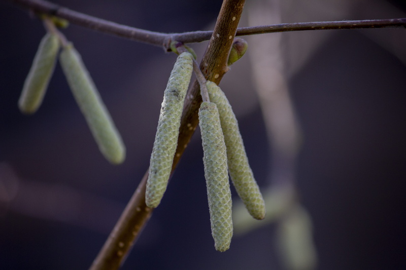 food, nature, dry, walnut, 5K, plant stem, plant, selective focus, beauty in nature, tree, leaf, kidney, natural condition, green color, plant part, outdoors