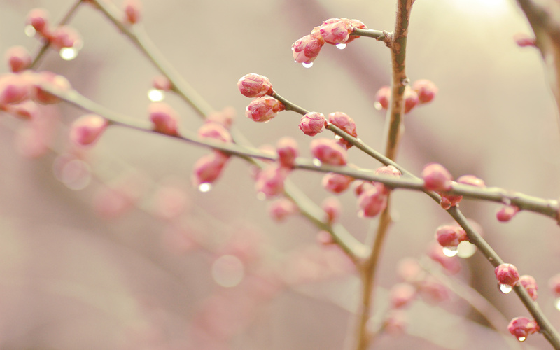kidney, spring, bokeh, 2K