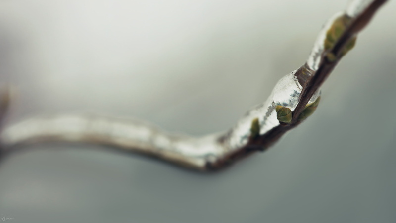 2K, macro, branch, spring, kidney, ice