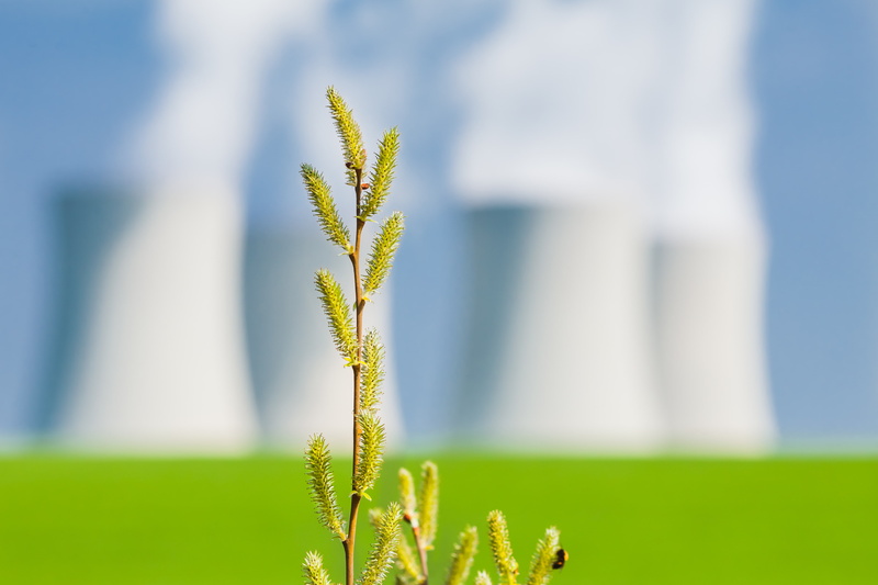 background, kidney, greens, branch, nature, blur, 4K, macro