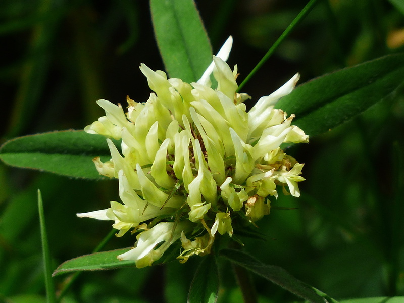no people, beginnings, Kidney Vetch, fabaceae, anthyllis, Bloom, faboideae, petal, growth, beauty in nature, legume, freshness, leaf, focus on foreground