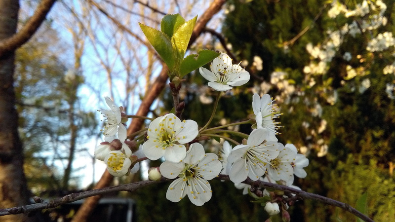 growth, fragility, kidney, cherry blossom, focus on foreground, branch, 2K, tree, flower, springtime, spring, white, plum blossom, close-up, nature, pollen