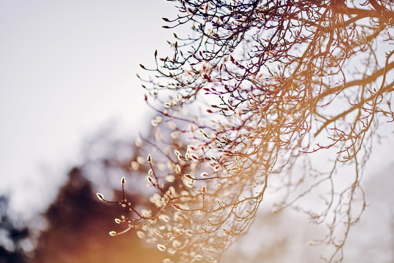 tree, flowering, fragility, tranquility, vulnerability, snow, plant, 1080P, branch, focus on foreground, no people, growth, close-up, kidney, winter, branches