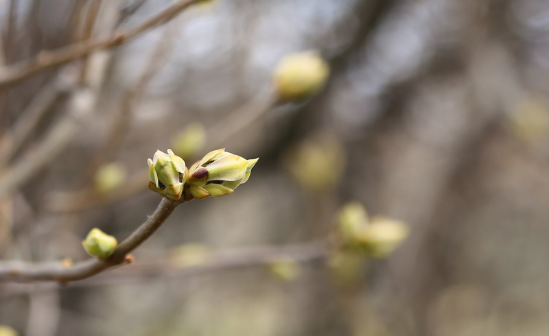 1080P, branches, spring, kidney, trees, awakening, young shoots, freshness, the buds on the branches