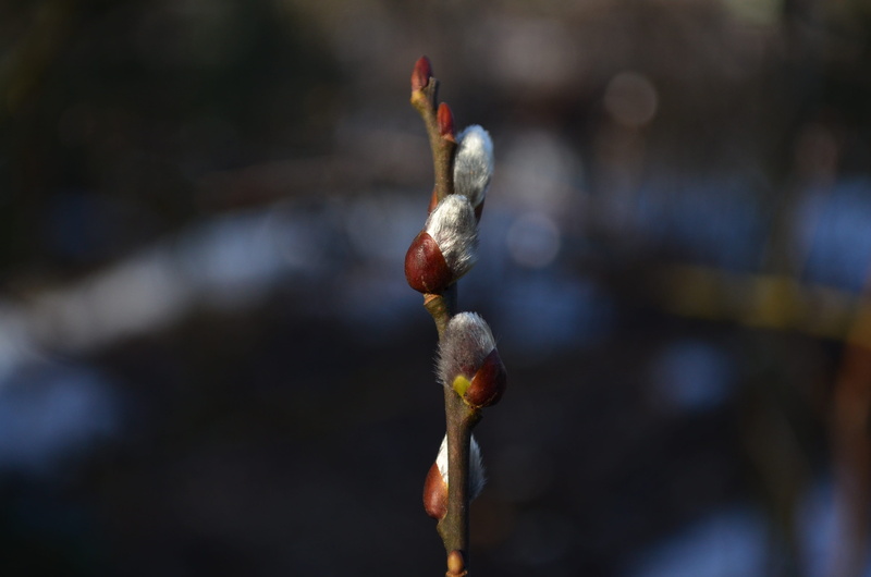 plant, white, 2K, spring, nature, tranquility, day, pussy willow, winter, outdoors, dissolved, beauty in nature, plant stem, twig, growth, close-up, kidney