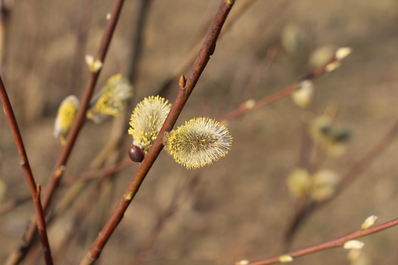 tree, spring, fragility, focus on foreground, 5K, flower, verba, kidney, no people, garden, growth, willow tree, beauty in nature, tranquility, branch