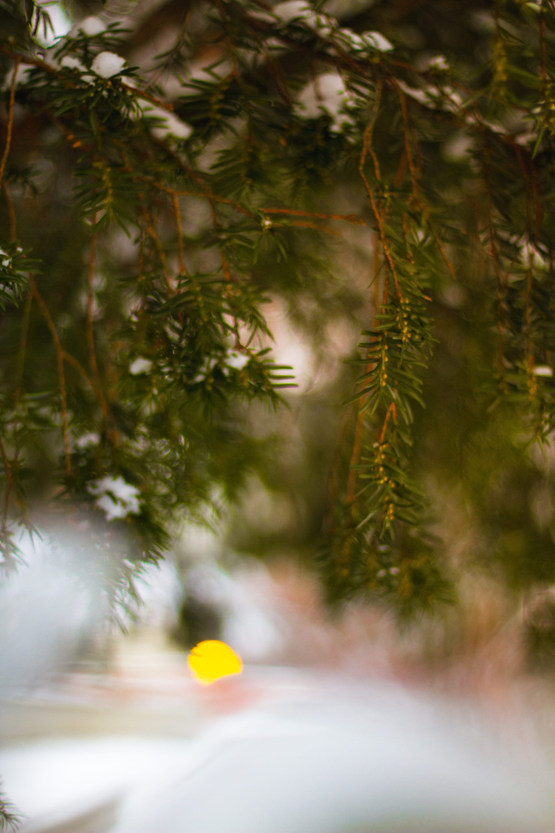 christmas tree, picture, needle - plant part, walking, pine tree, coniferous tree, growth, background, poland, green, close-up, holiday, christmas decoration