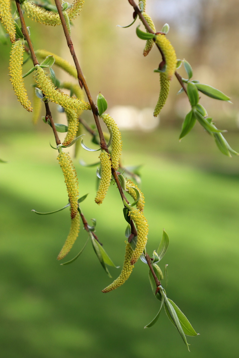 focus on foreground, freshness, twig, animal, insect, birch, animals in the wild, outdoors, spring, green color, park, stroll, 5K, animal wildlife, tree