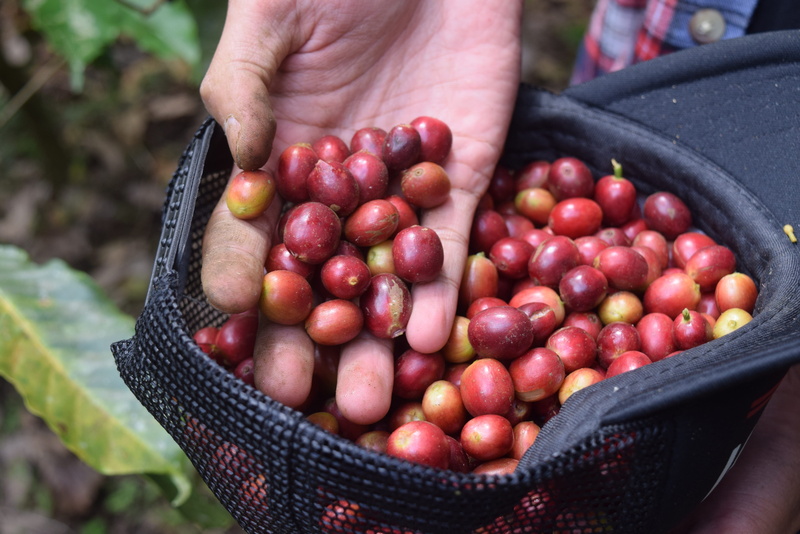 coffee shop, healthy eating, arabica, holding, outdoors, large group of objects, indonesian coffee, ripe, coffee farm, freshness, close-up, agriculture
