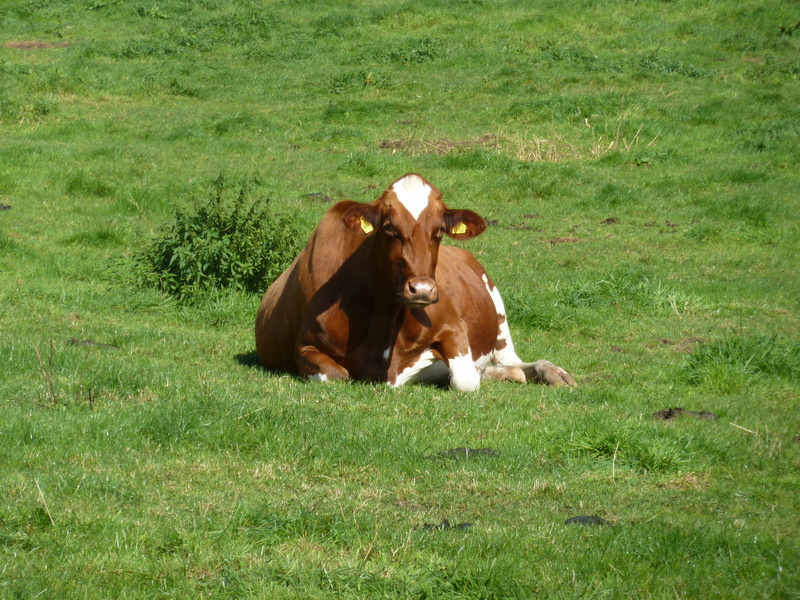 cattle, happy cows, concerns, agriculture, one animal, vertebrate, livestock, beef, no people, cow, domestic, chew the cud, herbivorous, animal husbandry