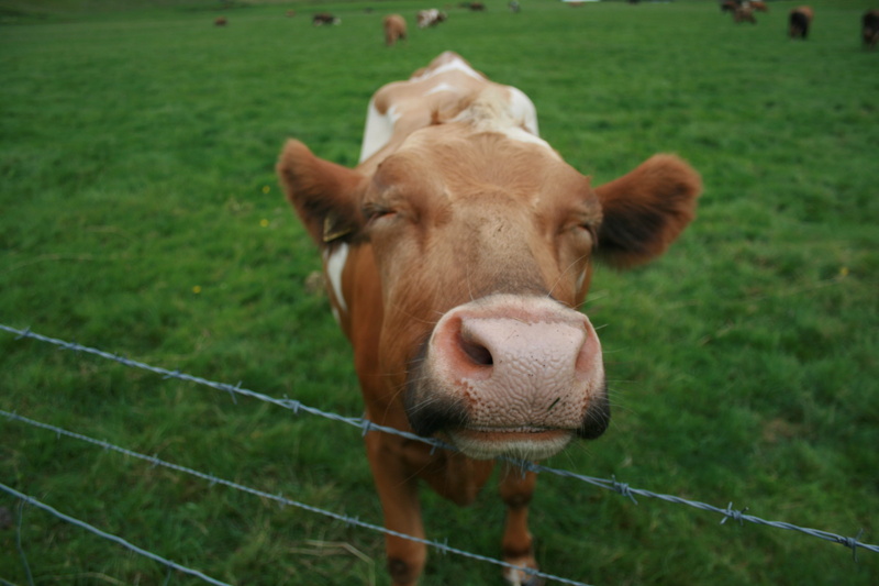 domestic, mammal, animals And Pets, pasture, animal, land, Smile, farm Animals, rural Scene, animal themes, domestic animals, snout, herbivorous, fence