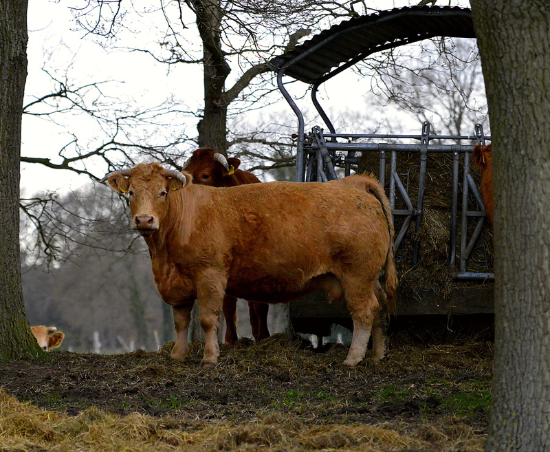 agriculture, pasture, sky, landscape, beef, herbivorous, mammal, cows, cow, vertebrate, graze, tree, one animal, boundary, ruminant, standing, outdoors