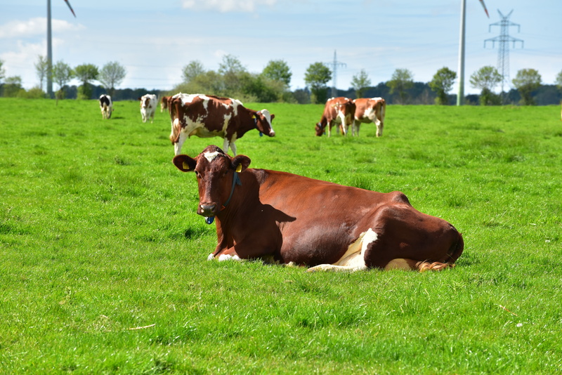 animal, meadow, herbivores, tierhaltung welfare, grass, group of animals, domestic animals, livestock, landscape, farm, land, agriculture, milk cow, rest