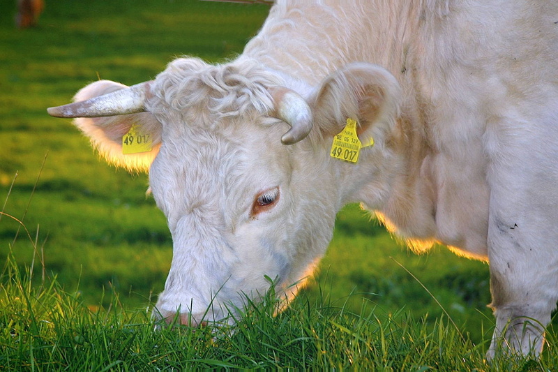 cattle, milk supplier, beef, domestic animals, breeding, mammals, juicy grass, cattle farming, dairy farming, plant, tierhaltung welfare, vertebrate, cows