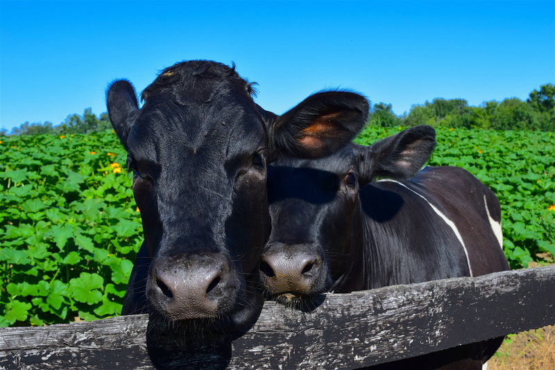 day, animal head, happy, plant, love, two animals, group of animals, outdoors, fence, sky, animal themes, mammal, cuddling, field, sweet, domestic, animal