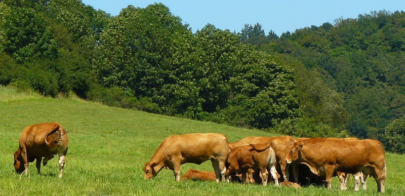 beef, pets, graze, animal, green color, 1080P, grass, grazing, herbivorous, plant, group of animals, cow, meadow, agriculture, pasture, dairy cows, land