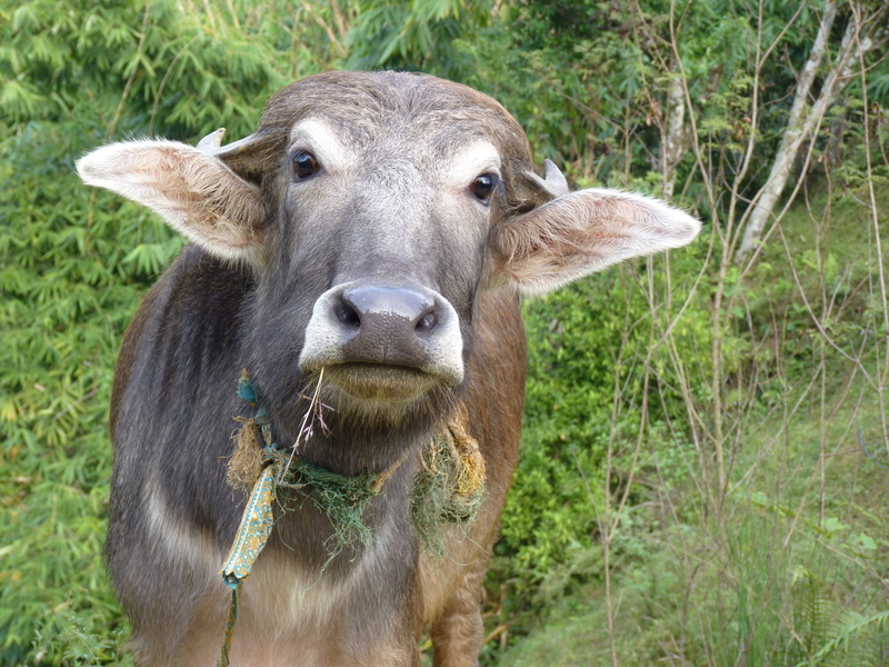 plant, close-up, focus on foreground, animal themes, animal head, curious, domestic animals, happy, Content, Cow, one animal, mammal, land, animal, domestic