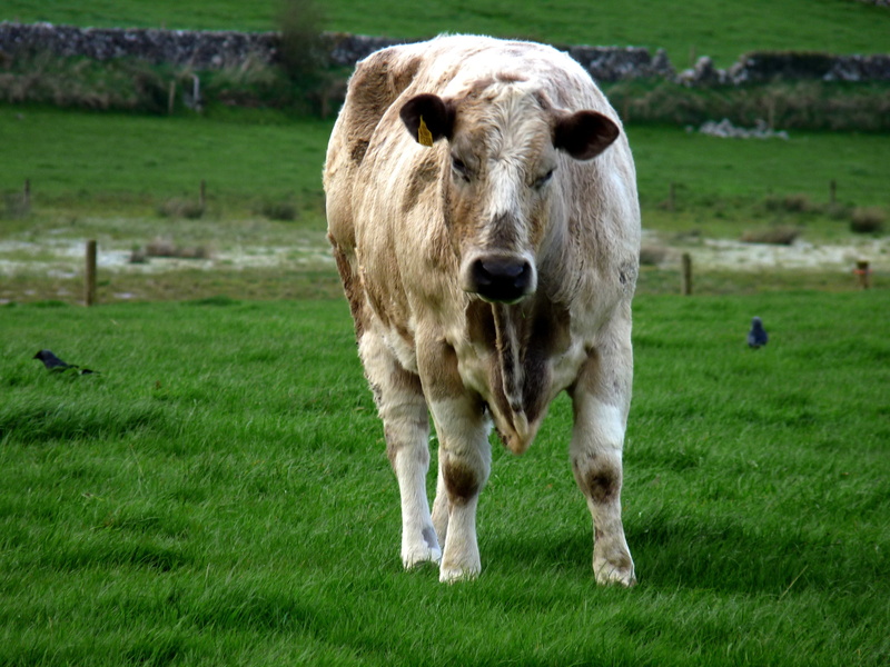 2K, day, no people, domestic, cow, outdoors, white, animal head, happy, portrait, grass, eyes, farm, land, Cattle, herbivorous, domestic animals, plant