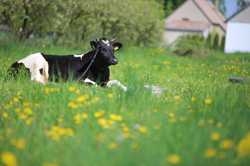 cattle, pets, nature, mammal, domestic, 5K, canine, plant, one animal, dog, field, no people, vertebrate, cow, domestic animals, green, green color, grass