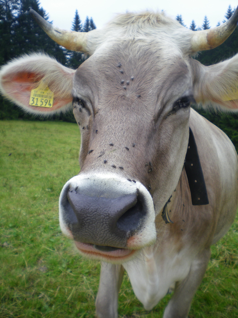 outdoors, pets, day, cattle, breath, farm, field, countryside, flies, domestic, herbivorous, cow, animal head, mammal, animal themes, mountains, looking at camera