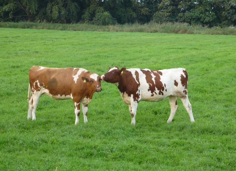 outdoors, animal themes, domestic cattle, mammals, field, cows, animal, herbivorous, cattle farming, graze, calves, group of animals, green color, beef