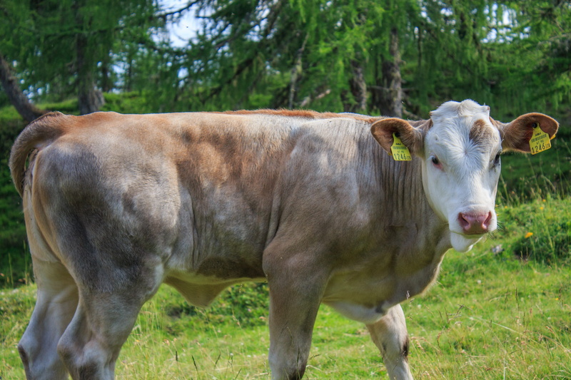 cattle, herbivorous, dairy cows, milk cow, Animal, Beef, land, Cattle, animal husbandry, cattle farming, tierhaltung welfare, Pasture, landscape, no people