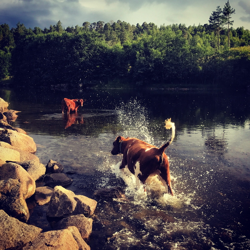 farming, nature, landscape, cattle, domestic, meat, agriculture, vertebrate, run, running, water, sunlight, country, outdoors, norway, wildlife, lake, dog