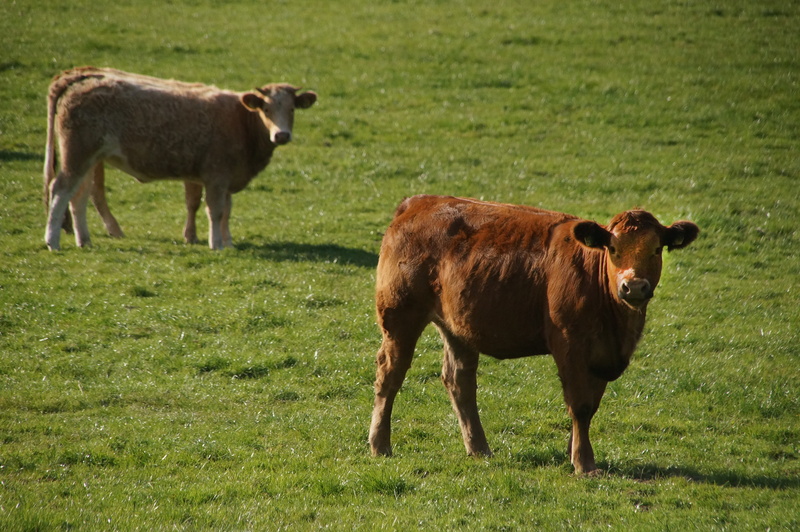 animal husbandry, rest, green color, outdoors, domestic, milk cow, cons cud, Cattle, happy cows, relaxation, field, land, Cow, mammal, livestock, domestic animals