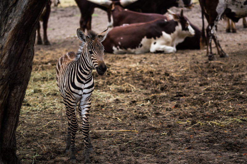 outdoors, safari, animals in the wild, tree, mammal, domestic animals, land, animal, near, 5K, alone, zebra, cow, mud, field, no people, young, herbivorous