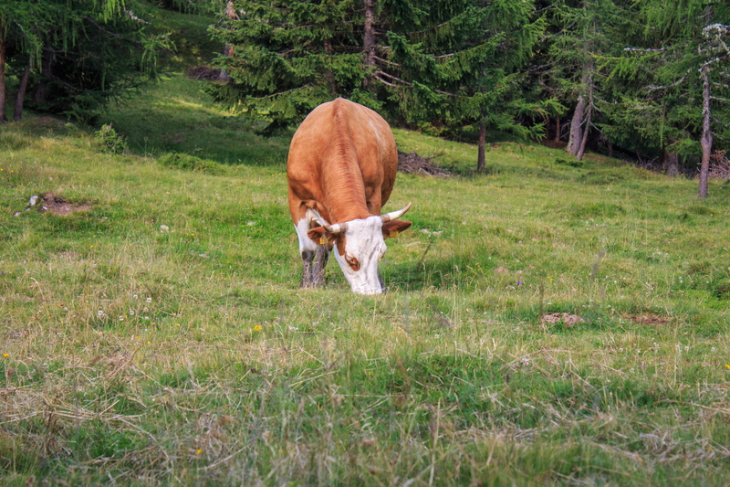 mountain meadows, lesachtal, happy cows, horns, head, vertebrate, beef, land, Cow, outdoors, pets, samalm, agriculture, mammal, one animal, domestic, domestic cattle