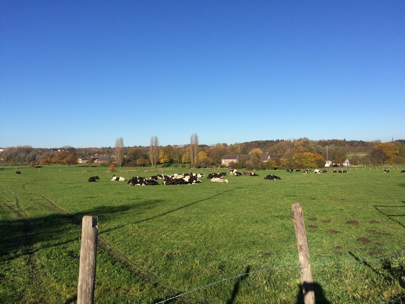 plant, agriculture, environment, sky, happy cows, meadow, 2K, mammal, grass, group of animals, nature, graze, animal themes, field, copy space, clear sky