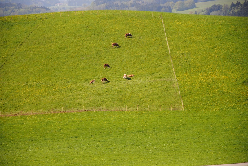agriculture, scenics - nature, meadow, land, tranquil scene, nature, day, field, cattle, green, plant, green color, chiemsee, non-urban scene, growth, mountains