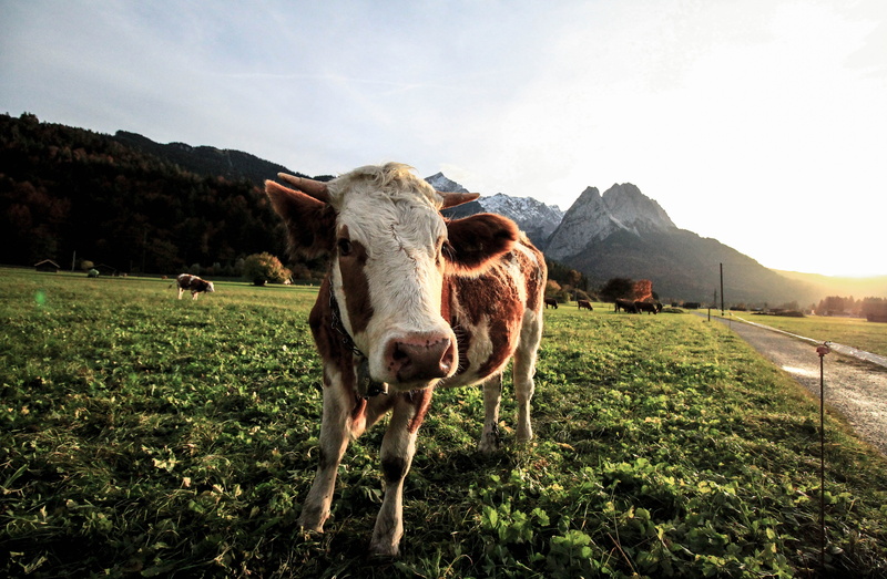agriculture, mammal, mountain, farm, 5K, domestic animals, smile, animal themes, animal, landscape, cow, group of animals, duck, happy, herbivorous, pets