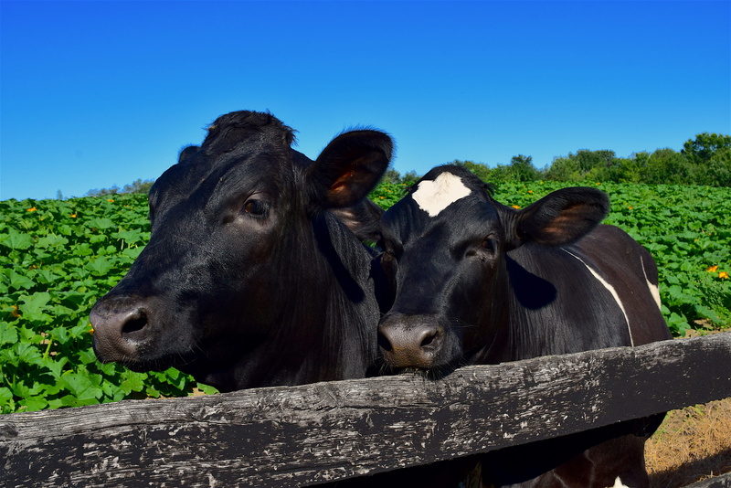 two animals, cows, fence, animal, nature, sweet, animal themes, cute, livestock, cow, herbivorous, black color, day, animal wildlife, no people, looking at camera