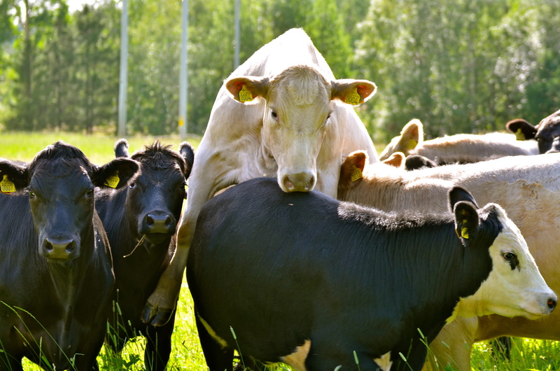 mammal, Cows, nature, animal themes, agriculture, animal, group of animals, happy, domestic, no people, livestock tag, cow, cattle, vertebrate, summer