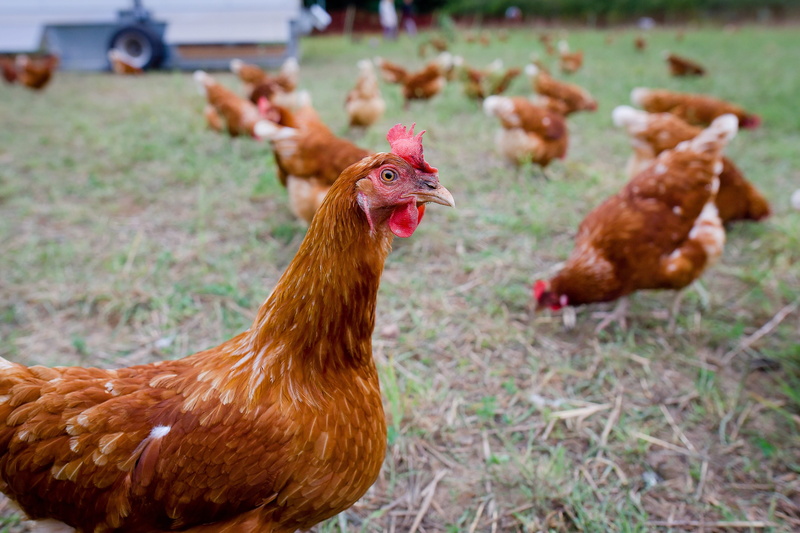 hen, range, no people, mammal, Free Range, domestic, animal, field, group of animals, animal head, agriculture, chicken - bird, land, 4K, livestock, focus on foreground