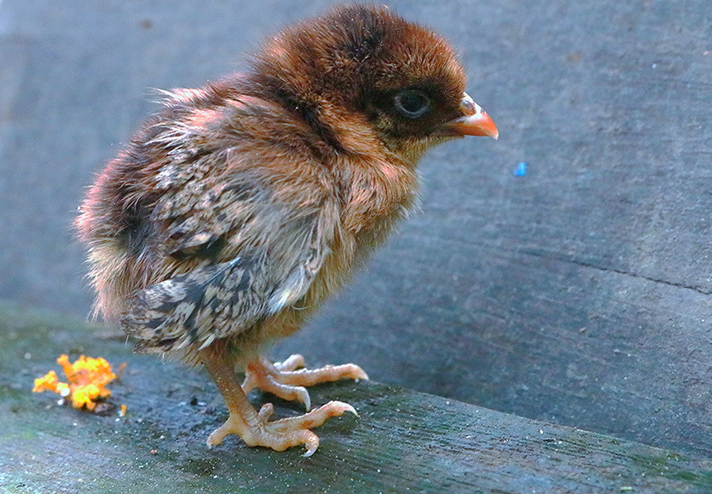 animal themes, brown, one animal, young Bird, day, domestic animals, chicken, poultry, close-up, yellow, young Animal, feather, cute, animal wildlife, outdoors