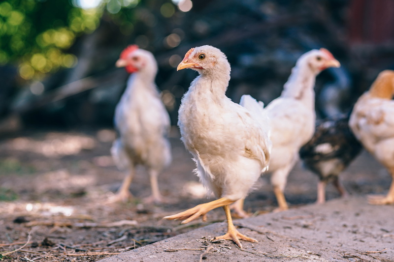 group of animals, standing, land, domestic animals, vertebrate, rural, bird, rooster, poultry, feathers, pets, 5K, feather, red, no people, farm, animal